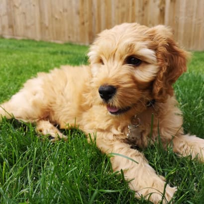 A puppy in a garden.
