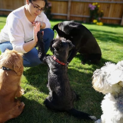 Puri training multiple dogs in a garden.