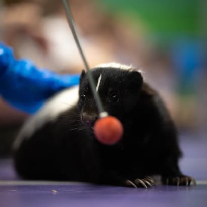 A skunk target training.