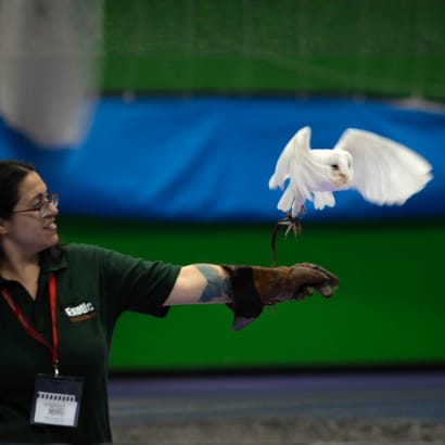 Puri training a white barn owl.