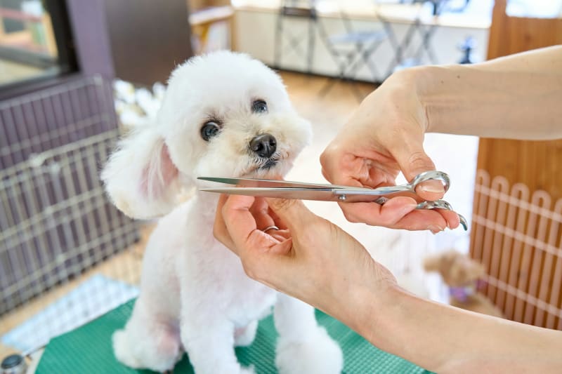 How often should I groom my dog?