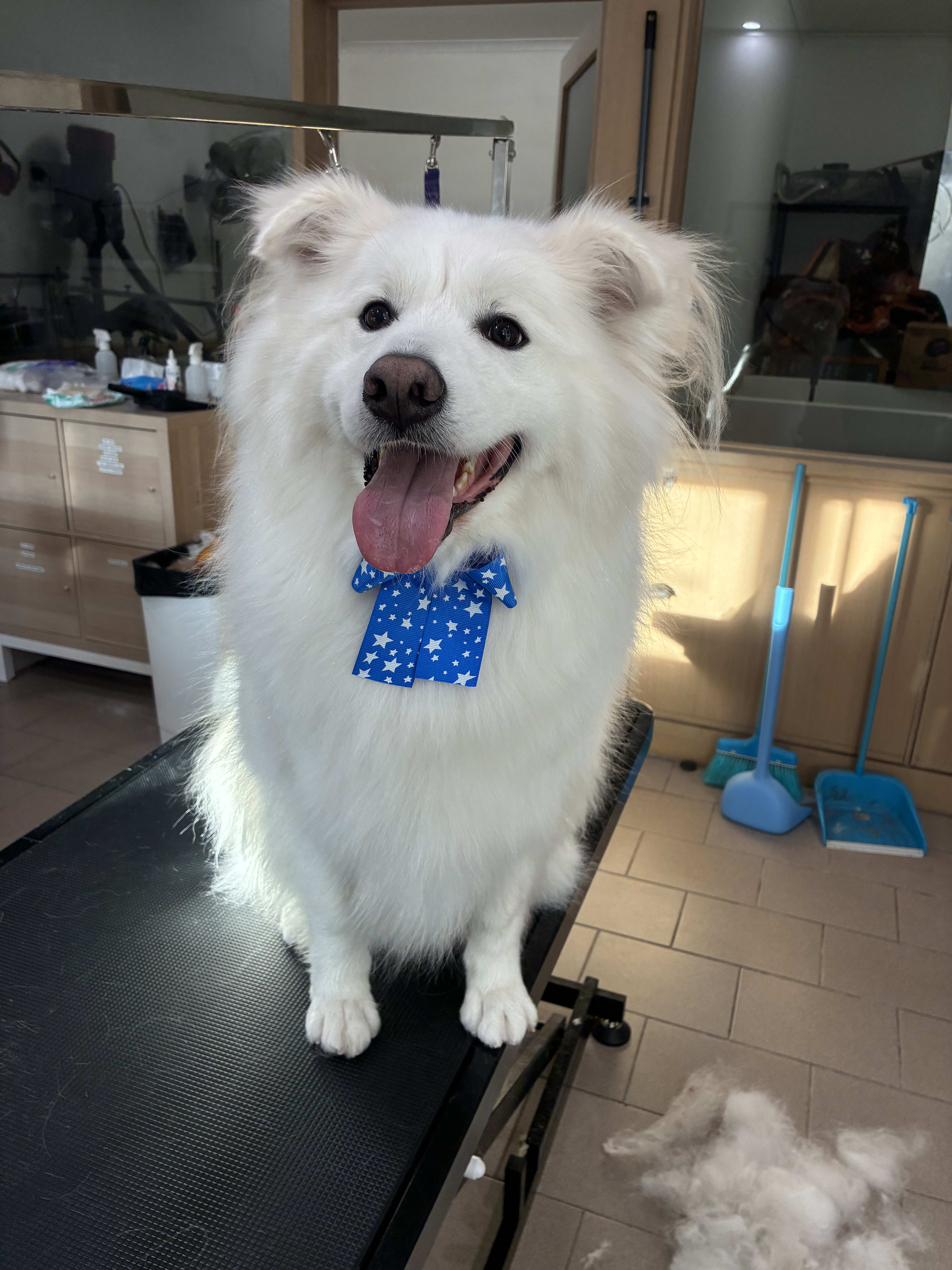 Pretty Bow Portrait
