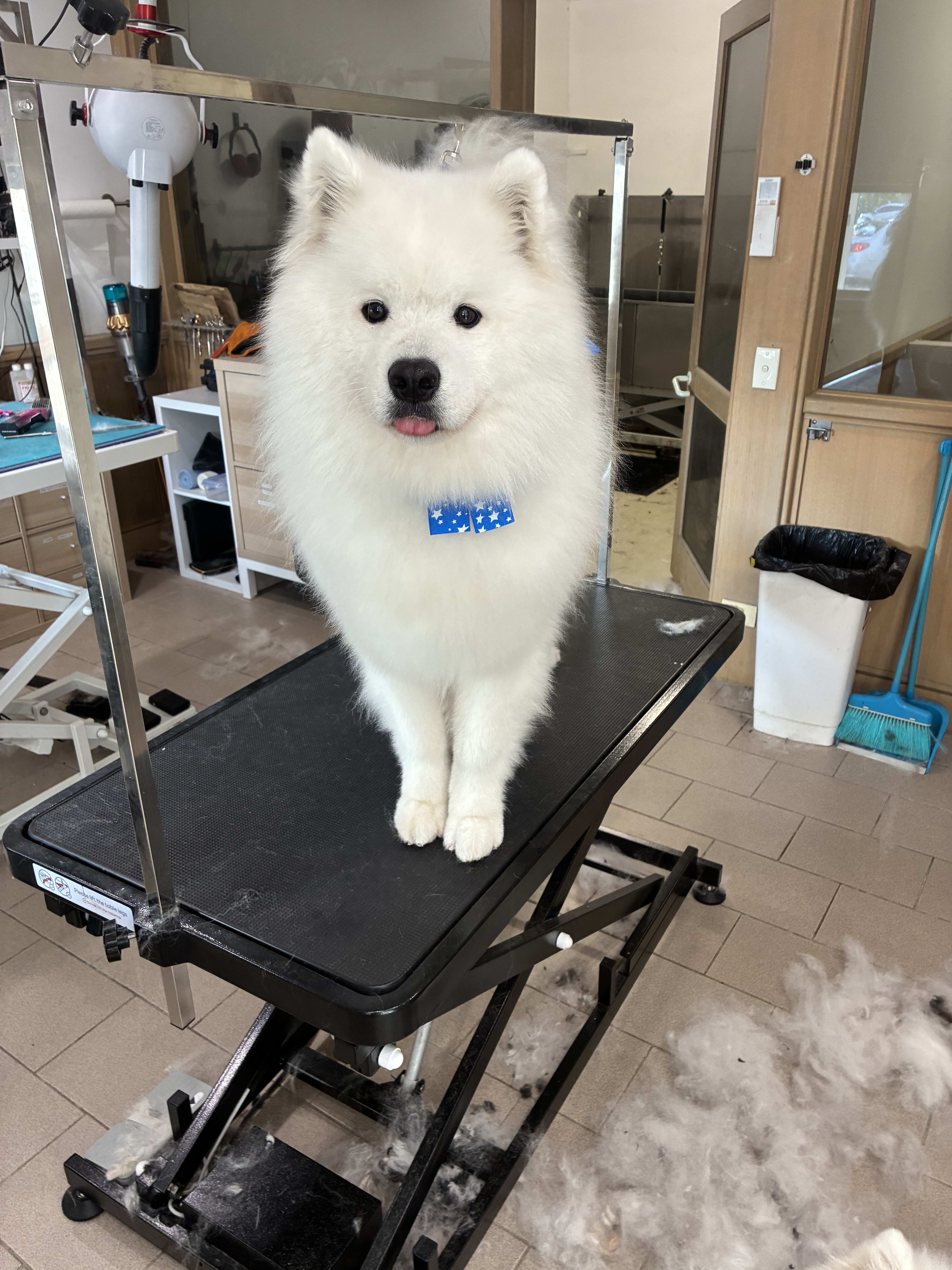 Super Clean Pup