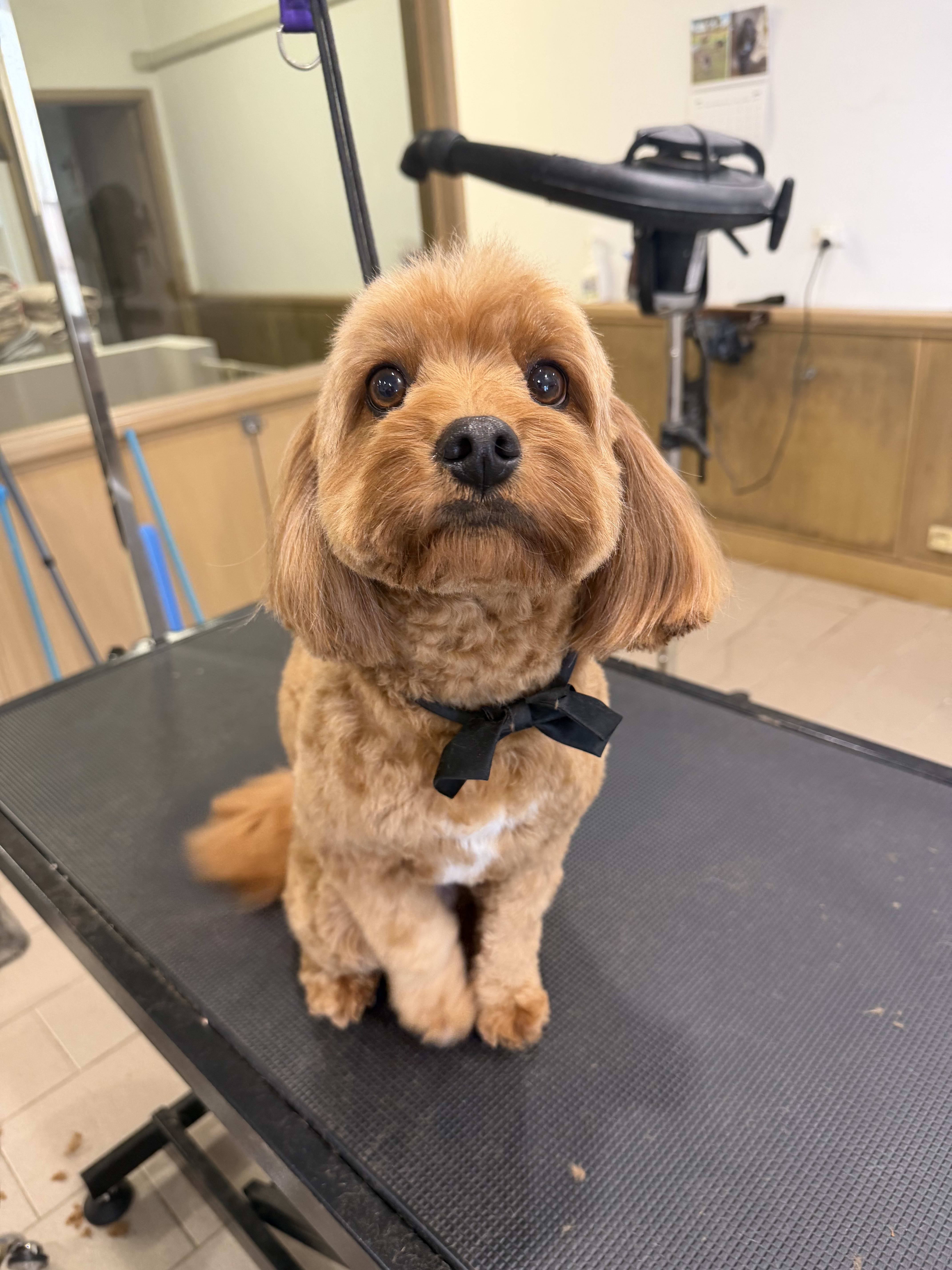 Perfect Standard Groom