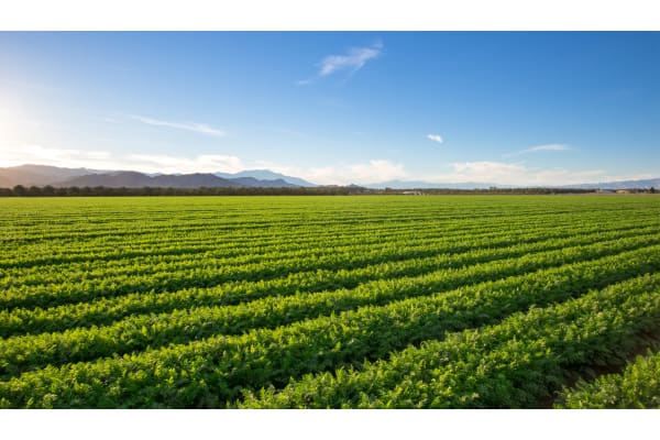AgVantage Commodities Marketplace connecting buyers, sellers and brokers