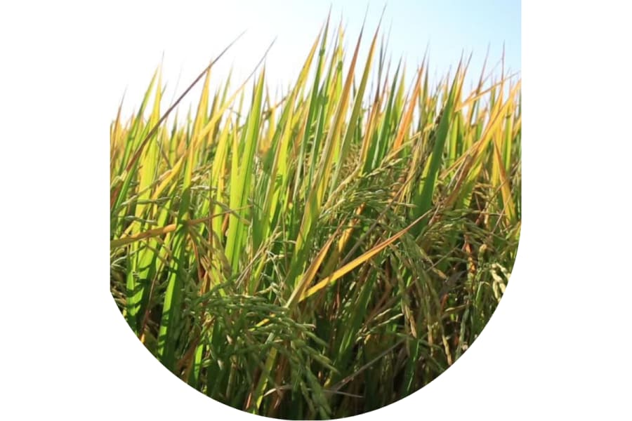Benefits delivered by the AgVantage Commodities Marketplace