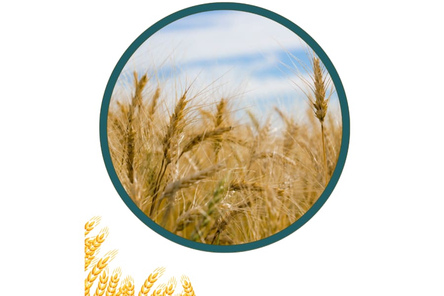 AgVantage Commodities Marketplace features for bid and offer management