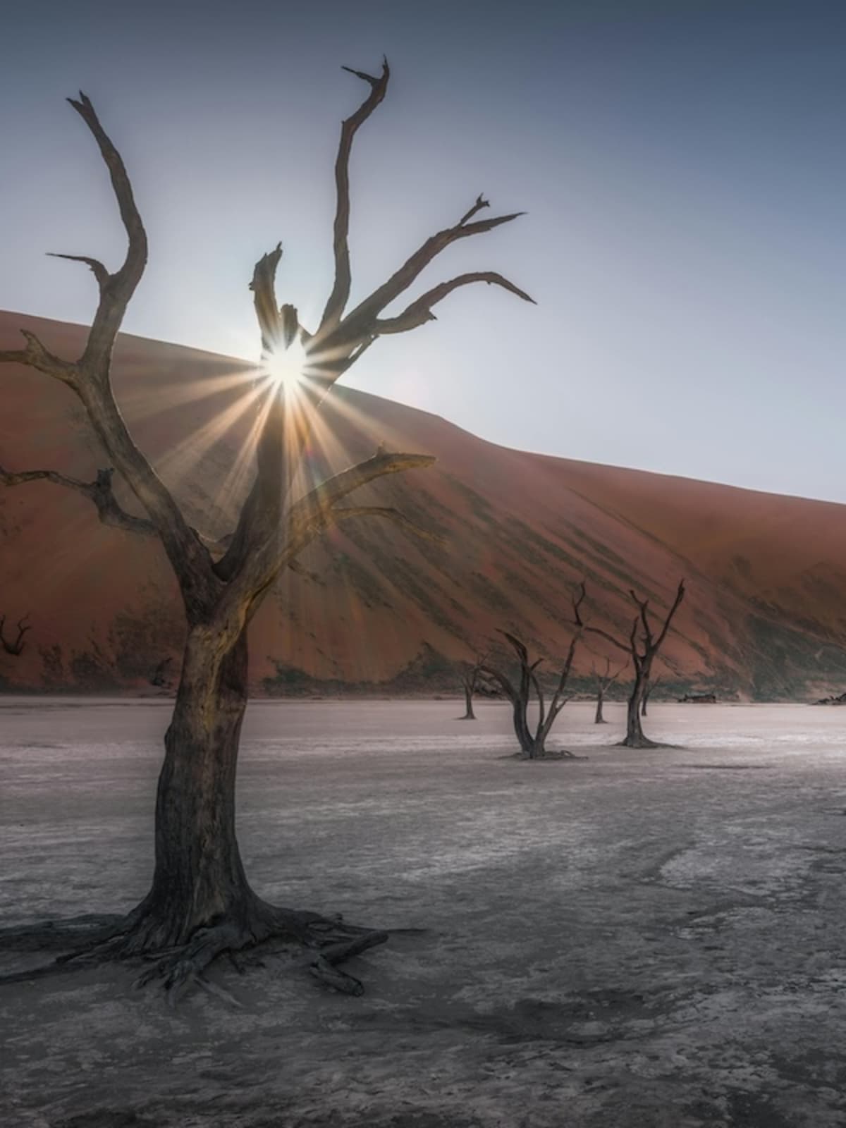 Toter Baum im Deadvlei, Namibia – berühmtes Naturdenkmal vor roter Sanddüne im Sossusvlei