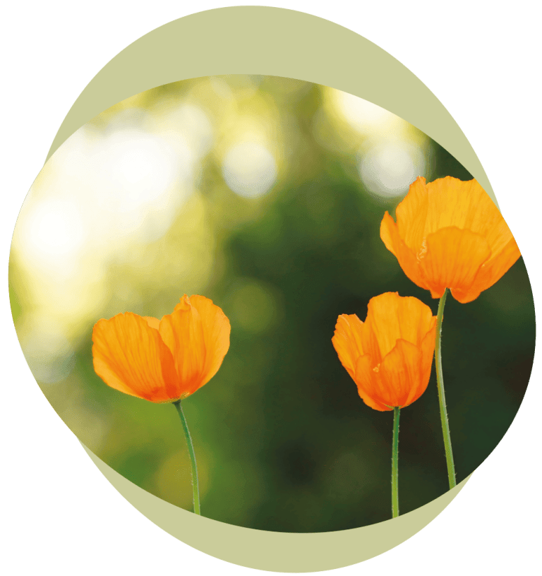 Blumen – Symbol für Wachstum und Entwicklung | Kinder & Jugendliche Therapie Landshut