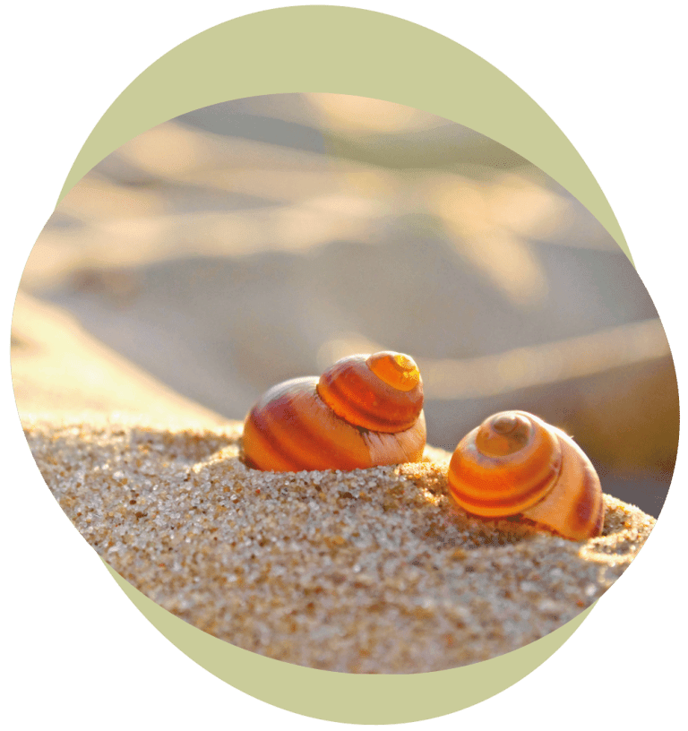 Muscheln – Symbol für Verbundenheit und systemische Aufstellungsarbeit
