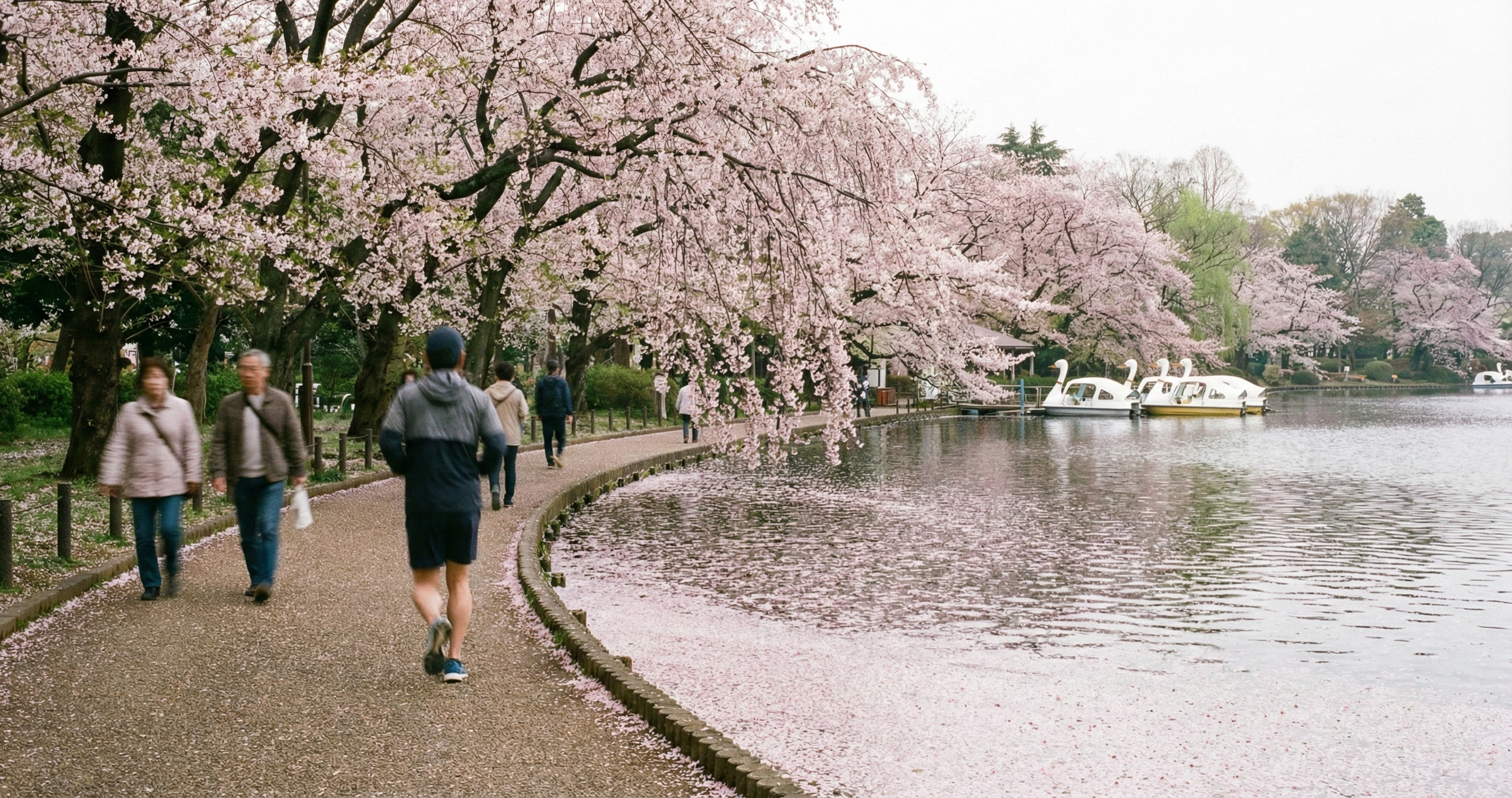 Swan boats at Inokashira Park pond with cherry blossoms