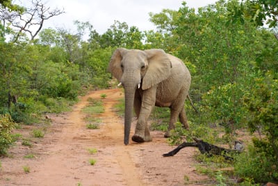 Safari til fods i Sydafrika (Elephant Lodge)