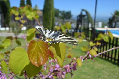 Mindfulness i praksis i Andalusien