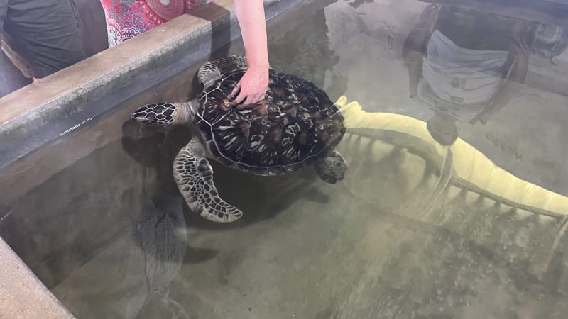 Yoga og udflugt til den historiske by Galle, samt Koggala Turtle Farm
