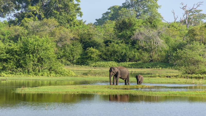 Udflugt til Uda Walawe National Park