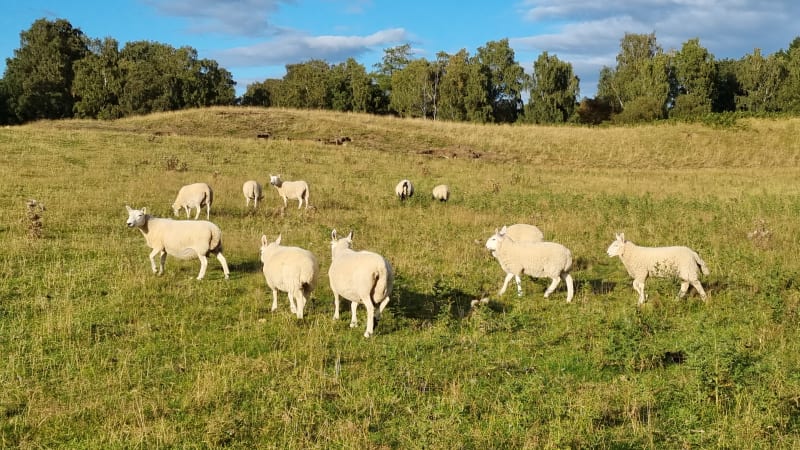 Fridag med mulighed for at vandre langs Loch Ness