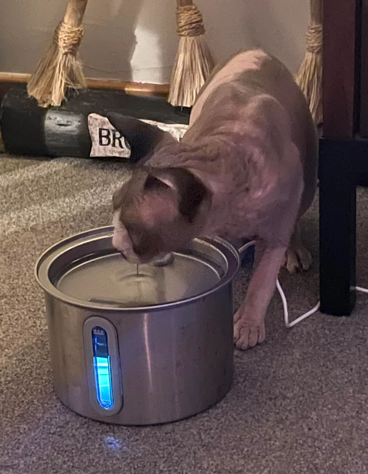 Foto cliente: fontanella per cani in acciaio inox con luce blu accesa