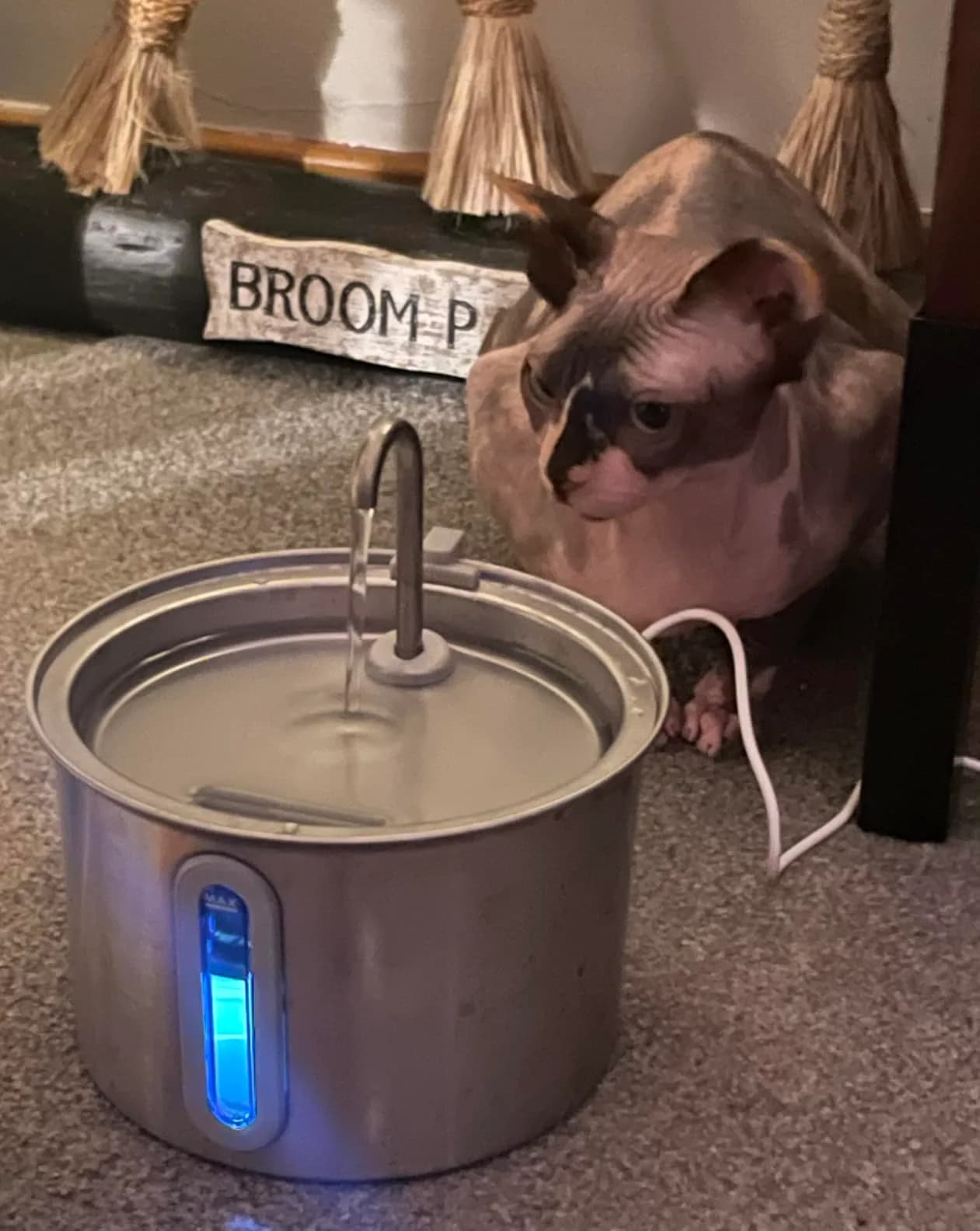 Foto cliente: cane che beve dalla fontanella in acciaio inox