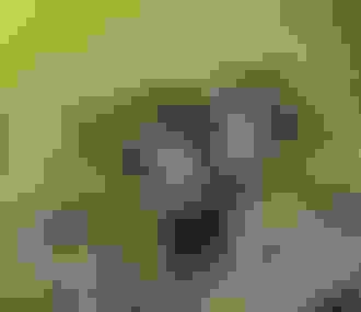 Terre de Singes