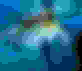 King Penguin