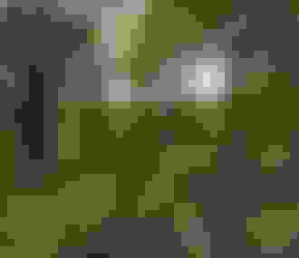 Forêt domaniale de Rambouillet_Rambouillet