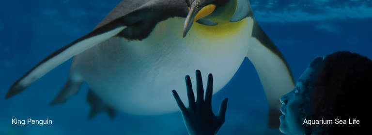King Penguin