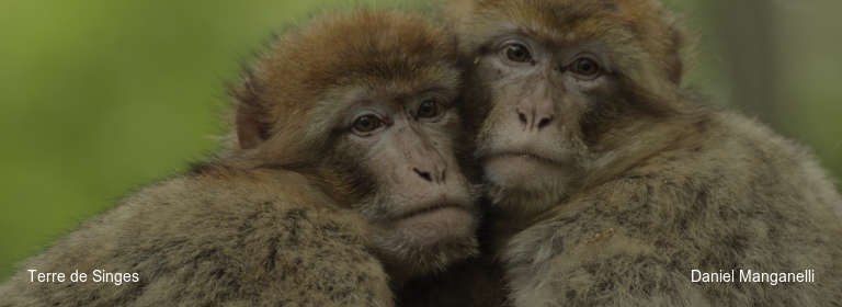 Terre de Singes