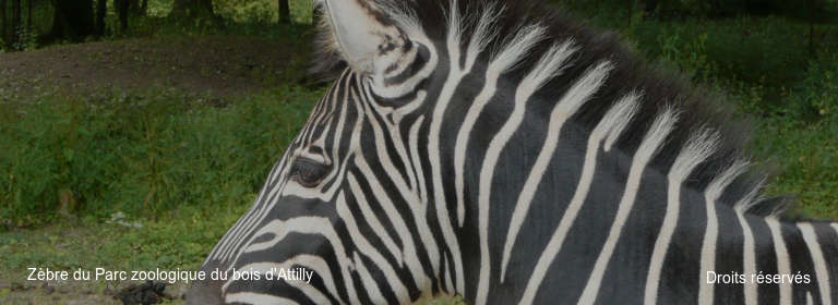 Zèbre du Parc zoologique du bois d'Attilly