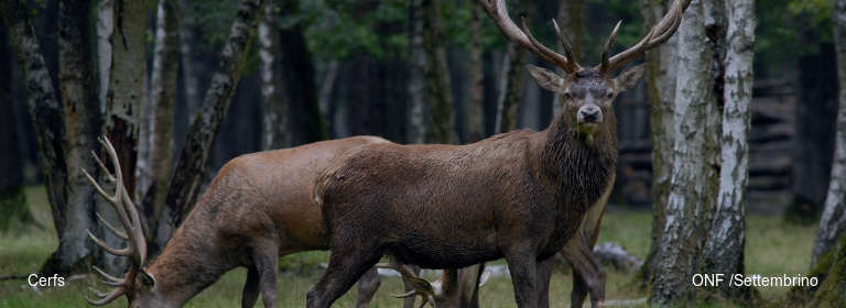 Cerfs