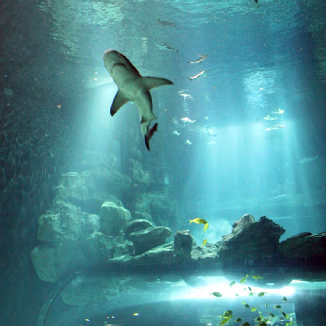 L&#039;Aquarium de Paris, bien plus qu&#039;un aquarium ! 