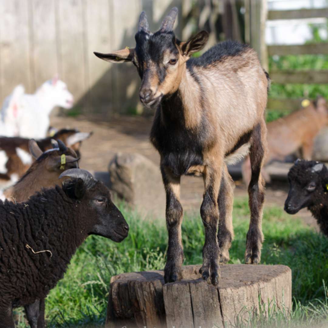Ferme Pédagogique Le P Tit Brin D Paille