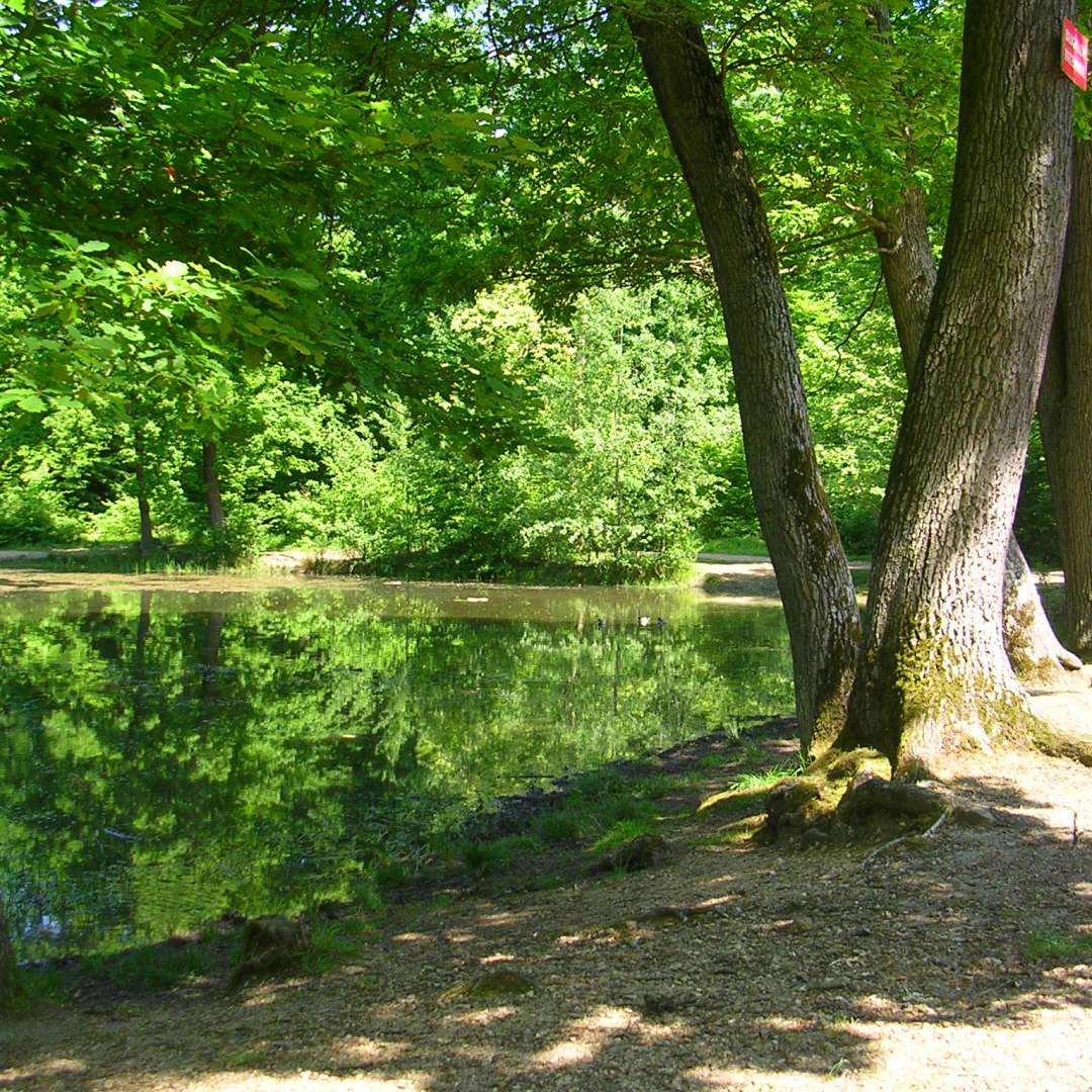 Forêt de SaintGermainenLaye VisitParisRegion