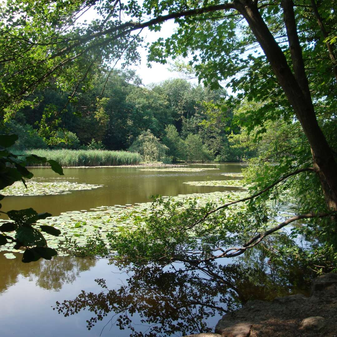 Forest of Malmaison | VisitParisRegion