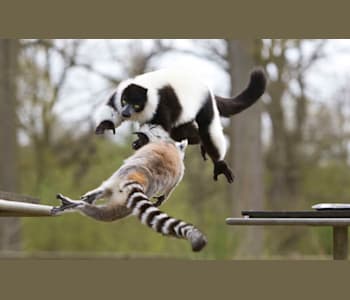 Zoosafari de thoiry