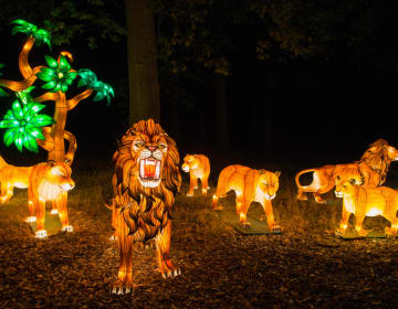 Thoiry Lumières Sauvages