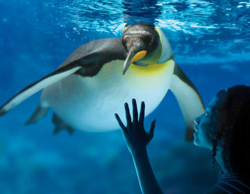 King Penguin