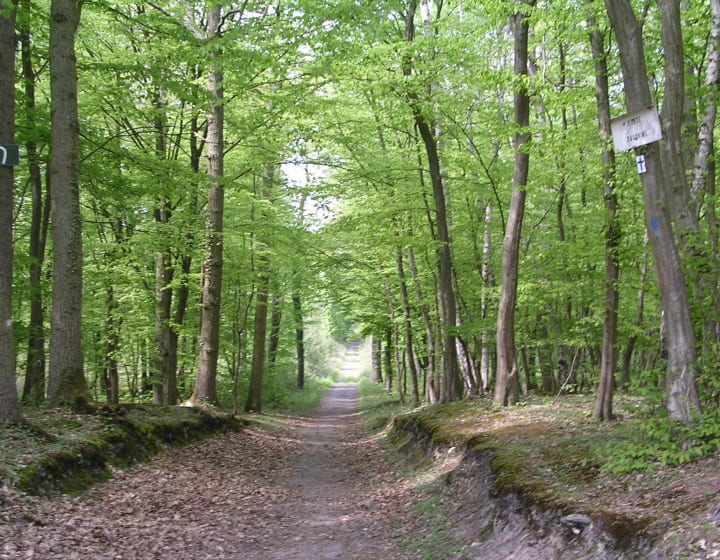 Forêt domaniale de Saint Germain