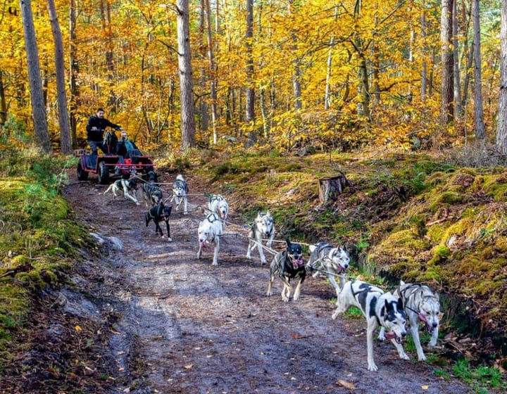 Baptême en kart chiens de traîneau