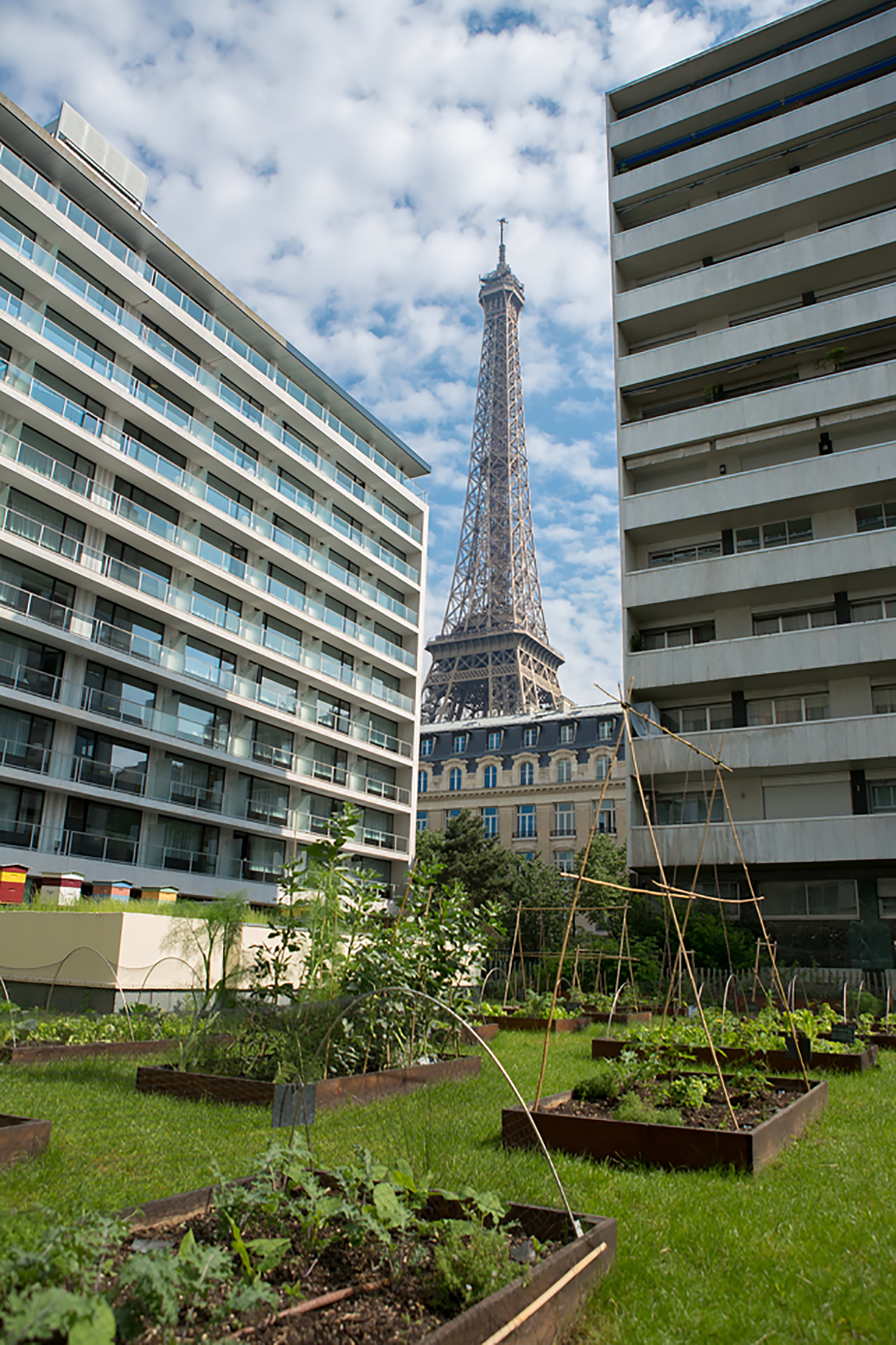 Potager de la brasserie FRAME avec la Tour Eiffel%252C Paris%252C 2016.