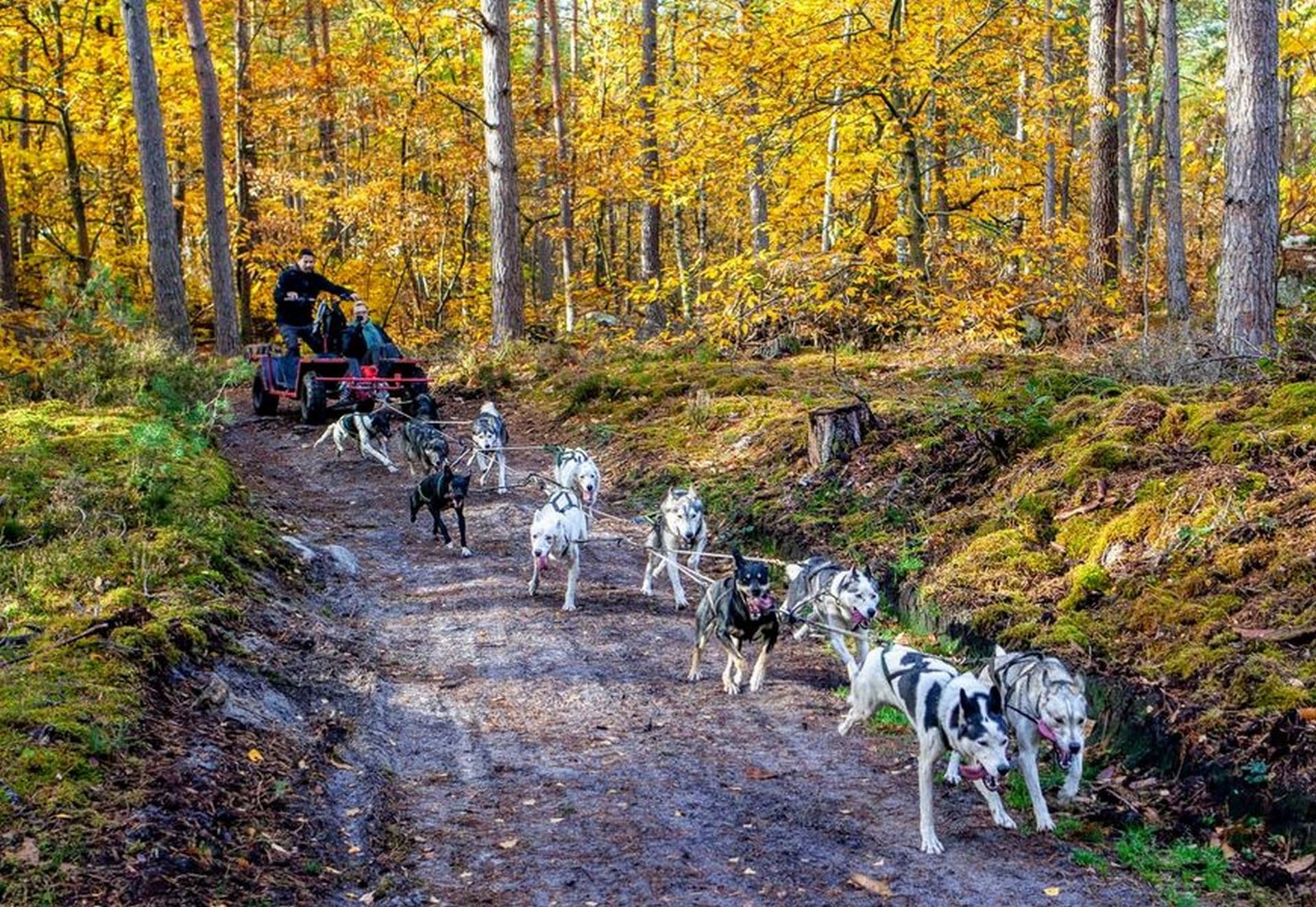 Balade e en kart enchiens de traîneau%252C Forêt de Fonainebleau