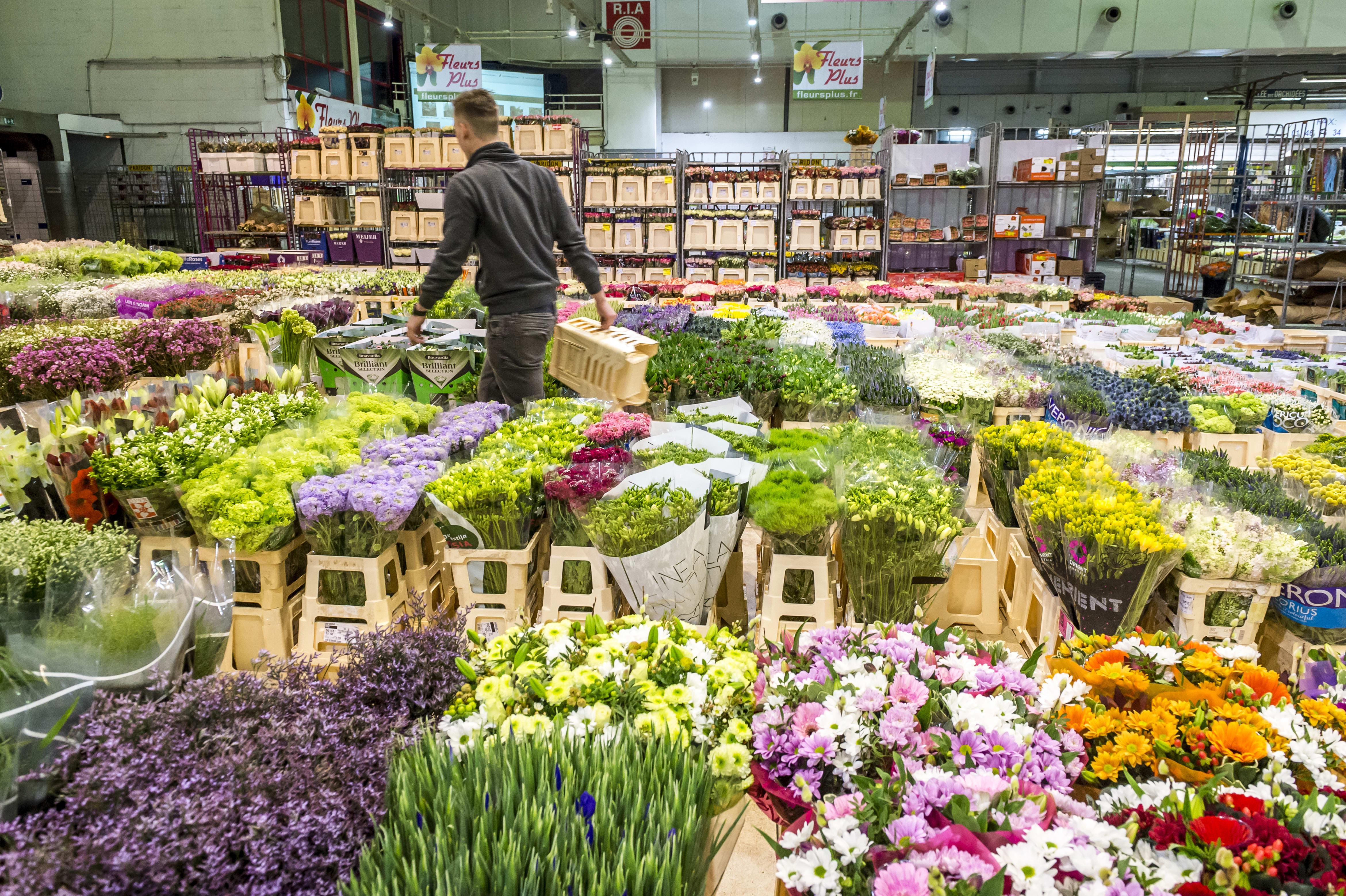 Rungis%252C marché international%252C secteur fleurs%252C pavillon C1%252C fleurs coupees
