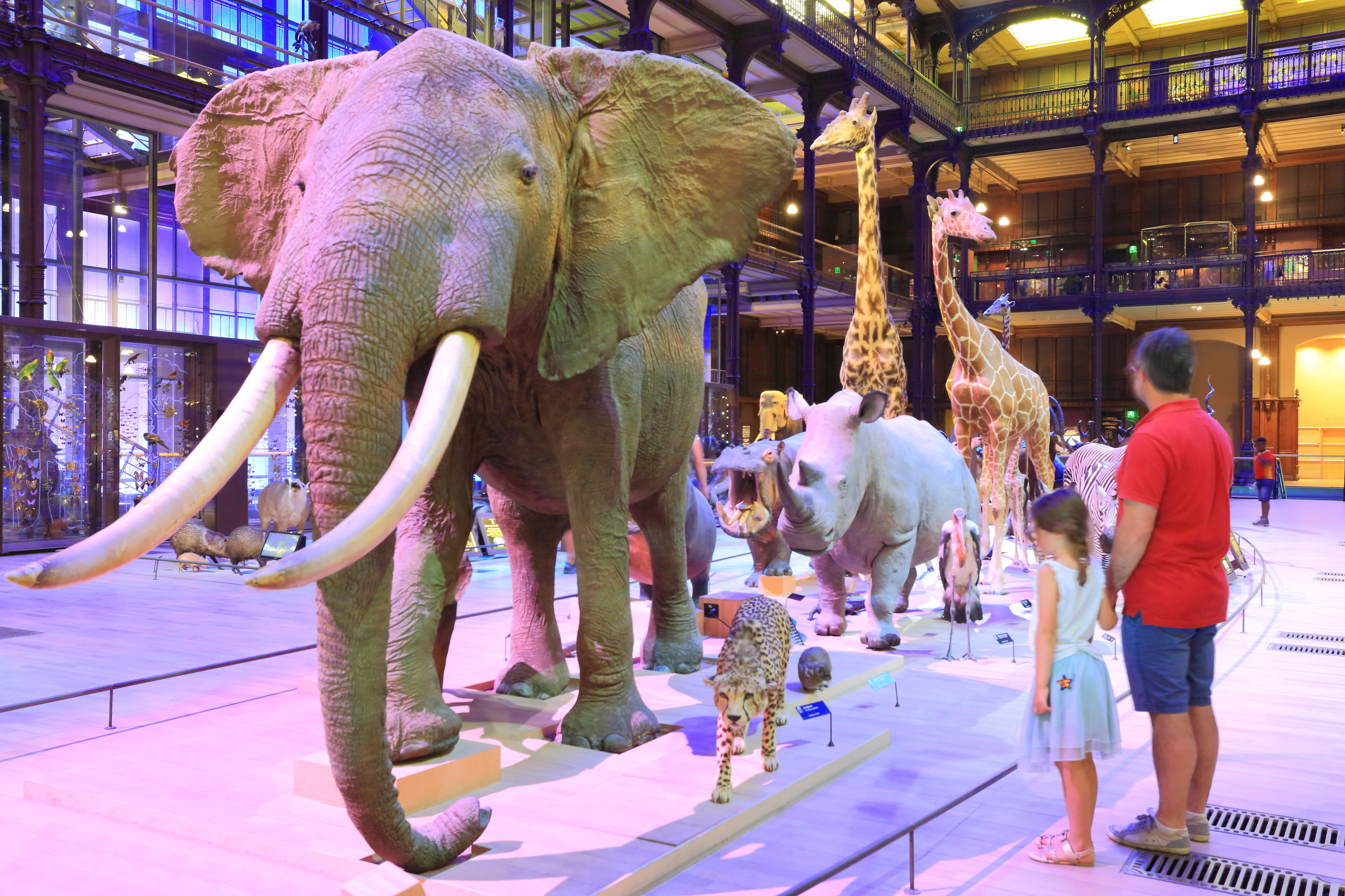 Grande Galerie de l'évolution Muséum d'histoire naturelle
