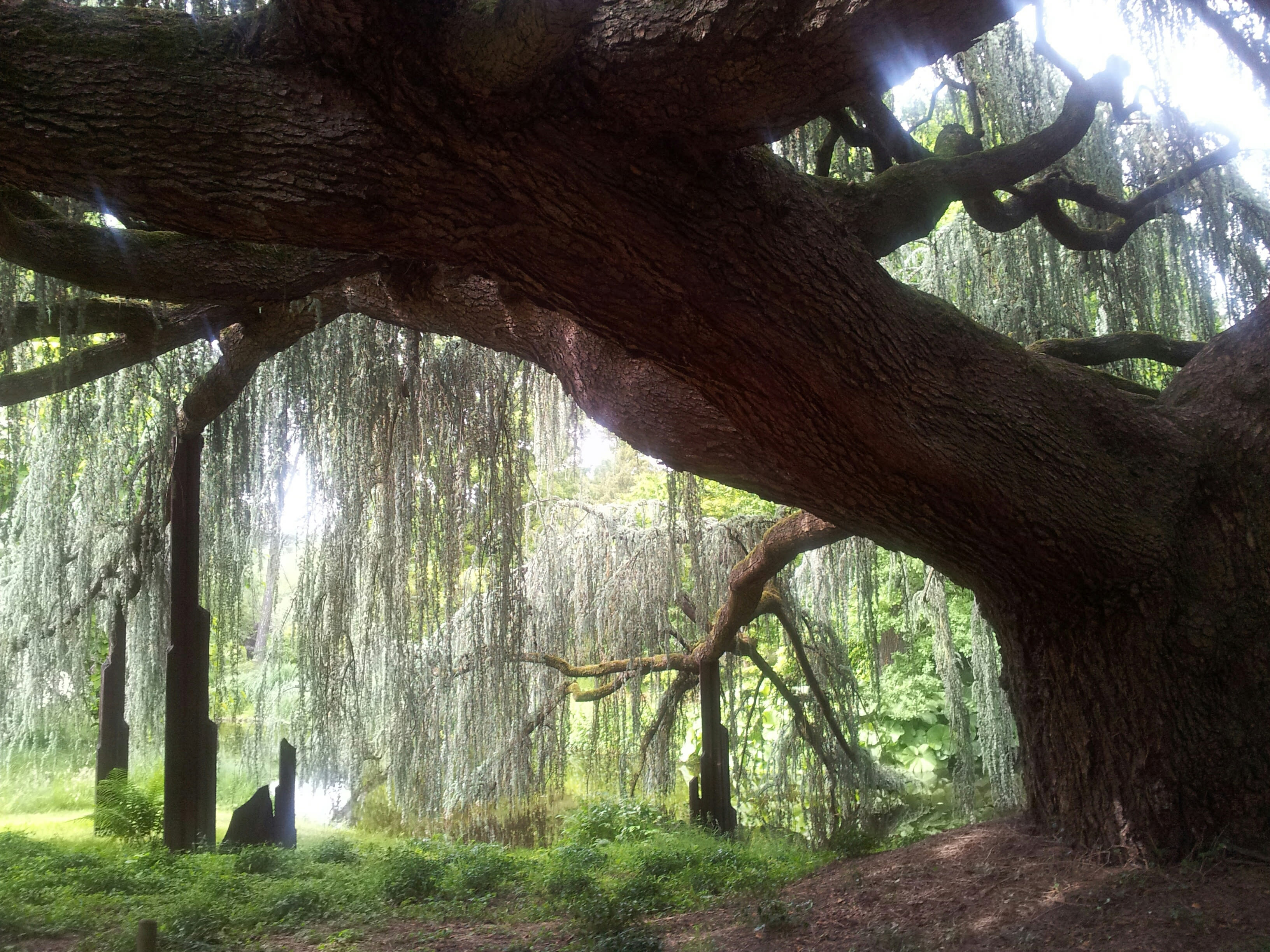 Arboretum de la Vallée aux Loups
