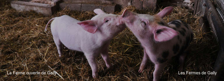 La Ferme ouverte de Gally