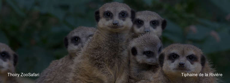Thoiry ZooSafari