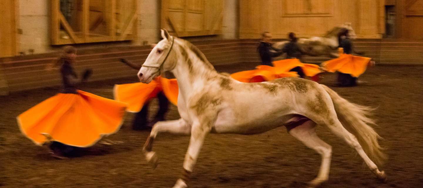 Académie Equestre de Versailles