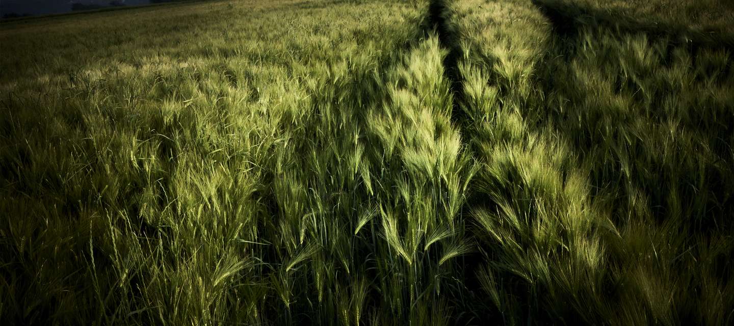 Instant de bonheur, Auvers-sur-Oise, Paris Region - Van Gogh