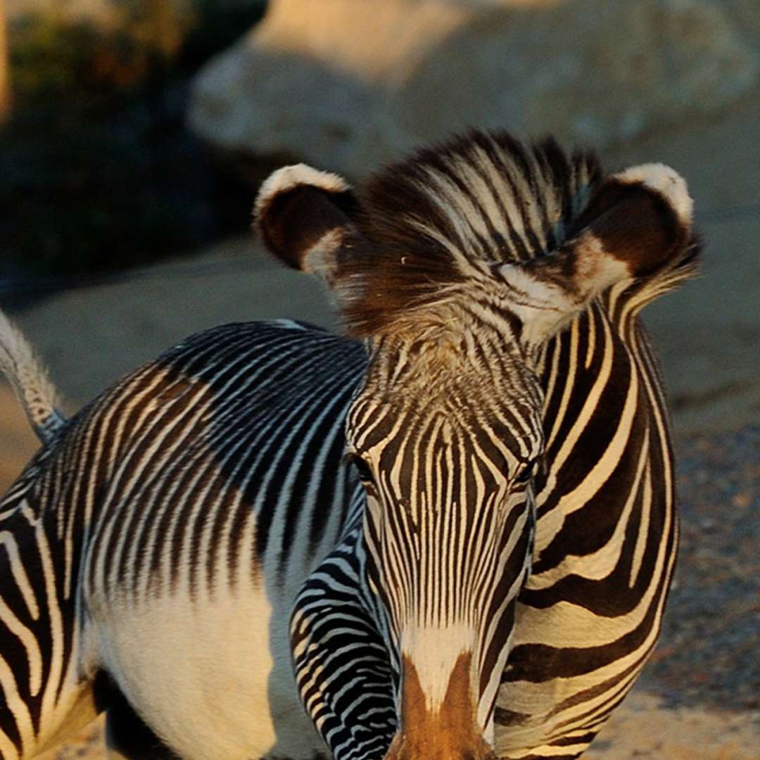 Les plus belles fermes où voir des animaux à Paris et en Île-de-France 