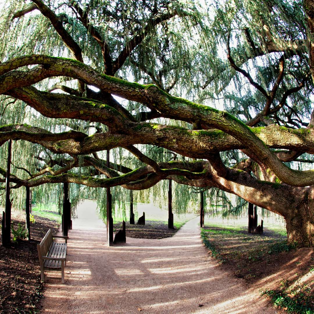 Arboretum de la ValléeauxLoups VisitParisRegion