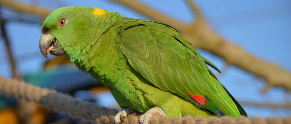Perroquet du Parrot World